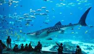 Visitors watch a whale and many fish at the Georgia Aquarium