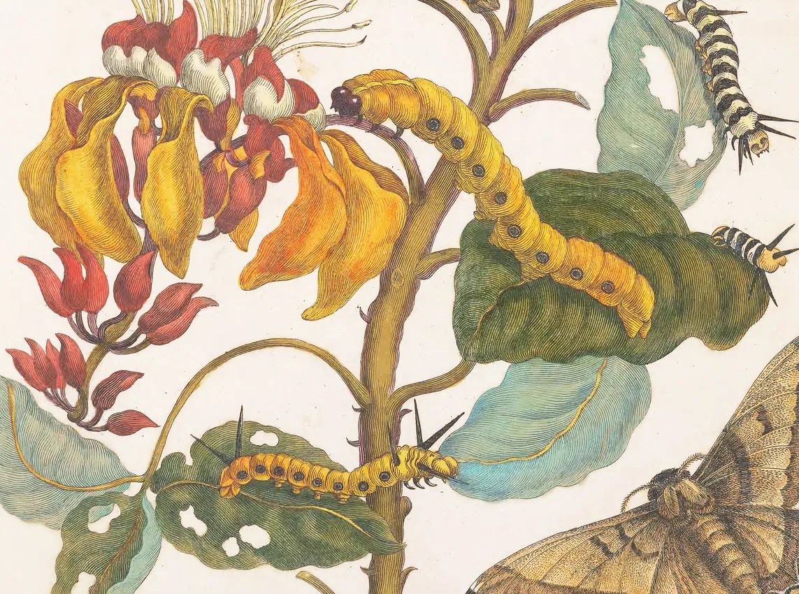 Maria Sibylla Merian's scientific illustration depicting caterpillars in various stages of growth on flowering branches, with a fully transformed moth visible at lower right—a visual representation of thriving through change